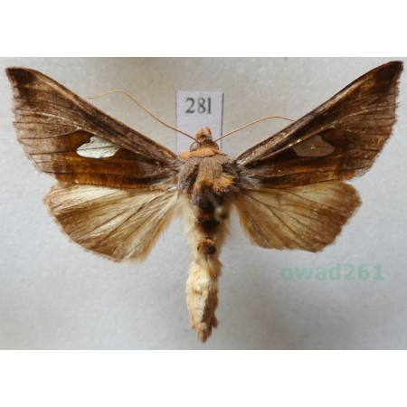 Autographa bractea (Denis & Schiffermüller, 1775) Czech28l